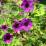 Geranium 'Ann Folkard'