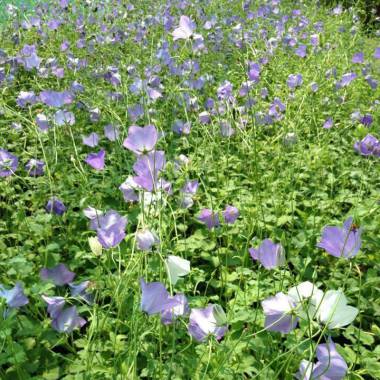 Campanula carpatica