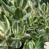 Crassula ovata "Variegata" sin. "Tricolor"  (Albero di giada, pianta dei soldi)