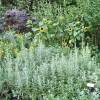 Artemisia ludoviciana “Silver Queen”