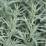 Artemisia ludoviciana “Silver Queen”