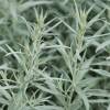 Artemisia ludoviciana “Silver Queen”