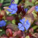 Ceratostigma plumbaginoides