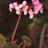 Begonia 'Selph's Mahogany'