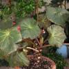 Begonia 'Selph's Mahogany'