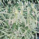 Chasmanthium latifolium 'River Mist'