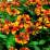 Helenium 'Can Can'