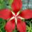 Hibiscus coccineus