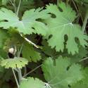 Macleaya microcarpa 'Kelway's Coral Plume'