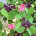 Oxalis deppei 'Iron Cross'
