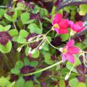 Oxalis deppei 'Iron Cross'