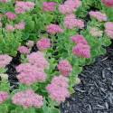 Sedum erythrosticum (Hylotelephium spectabile)