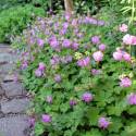 Geranium x cantabrigiense 'Karmina