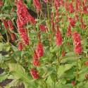 Persicaria amplexicaulis 'JS Delgado Macho'