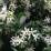 Trachelospermum jasminoides