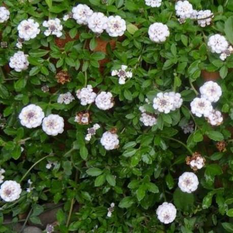 Lippia nodiflora (Phyla nodiflora)