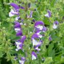 Salvia 'Madeline'