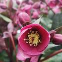 Helleborus 'Anna's Red'