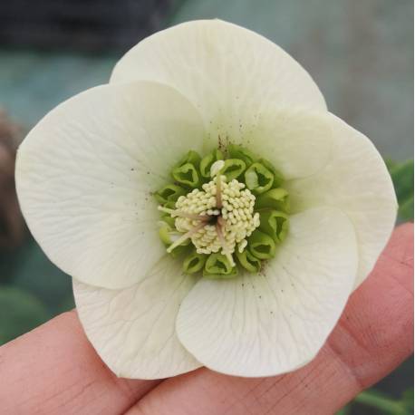 Helleborus orientalis 'Anemone White'