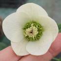 Helleborus orientalis 'Anemone White'