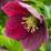 Helleborus orientalis 'Viv Victoria'