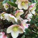 Helleborus orientalis 'Anna'