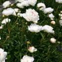 Paeonia lactiflora 'Festiva Maxima'