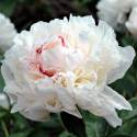 Paeonia lactiflora 'Festiva Maxima'
