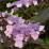 Hydrangea aspera 'Hot Chocolate'