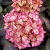 Hydrangea macrophylla 'Adula Rose'