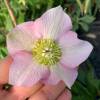 Helleborus 'Pretty Ellen Pink Spotted