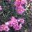 Lagerstroemia indica 'Black Solitaire Purely Purple'