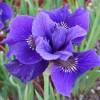 Iris sibirica 'Regency Belle'