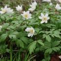 Anemone nemorosa