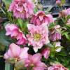 Helleborus 'Double Hot Pink Spotted'