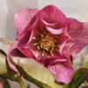 Helleborus 'Double Hot Pink Spotted'