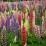 Lupinus x regalis