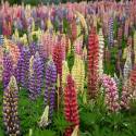 Lupinus x regalis