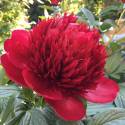 Paeonia 'Red Charm'