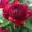 Paeonia 'Red Charm'