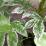 Fatsia japonica 'Spider's Web' (Aralia japonica)