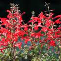 Salvia roemeriana