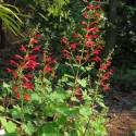 Salvia roemeriana