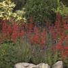 Salvia roemeriana