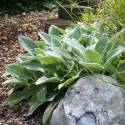 Stachys byzantina 'Big Ears'
