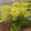 Sambucus "Golden Tower"