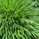 Hakonechloa macra