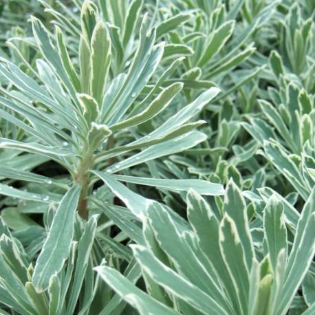 Euphorbia characias 'Silver Edge'