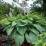 Hosta 'Empress Wu' (giant)
