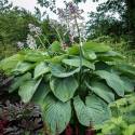 Hosta 'Empress Wu'